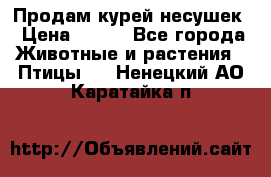 Продам курей несушек › Цена ­ 350 - Все города Животные и растения » Птицы   . Ненецкий АО,Каратайка п.